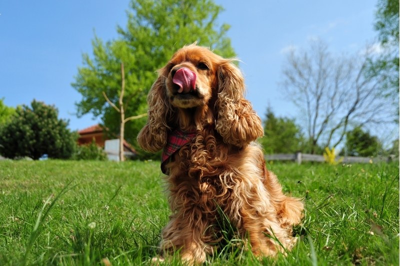 red cocker spaniel