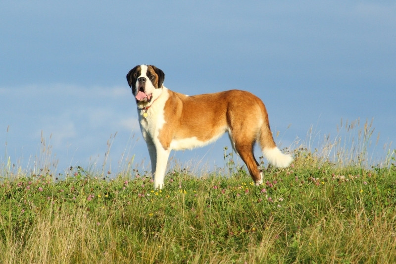 saint bernard standing in&nbsp;field