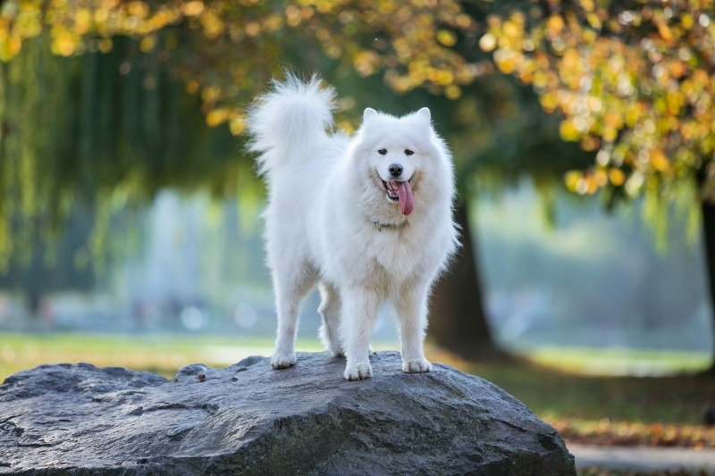 samoyed white color