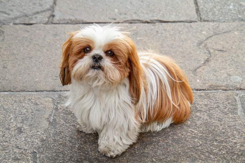 shih tzu brown white