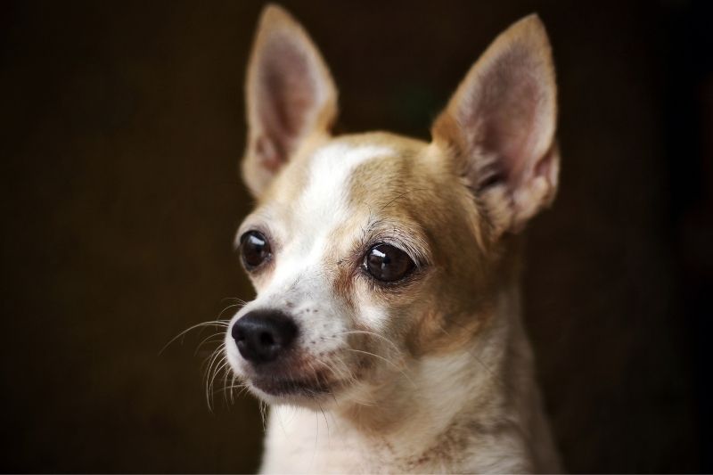 tipos de chihuahuas