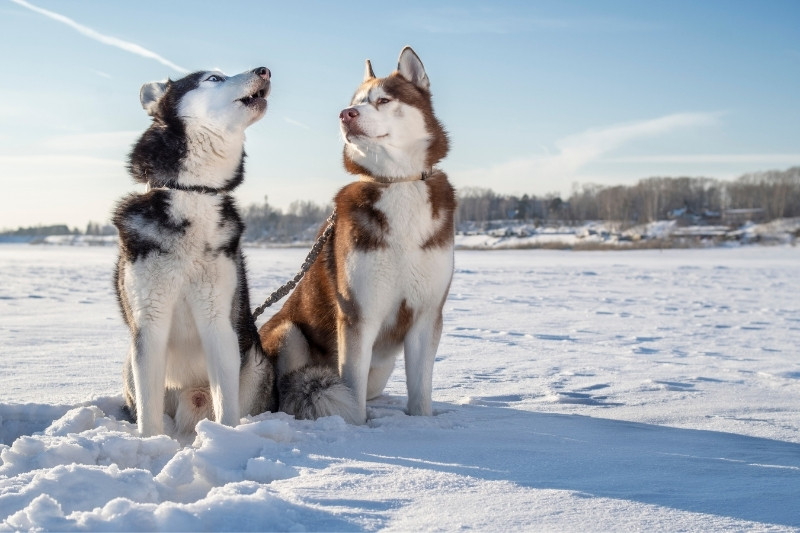 Why are Huskies so vocal?