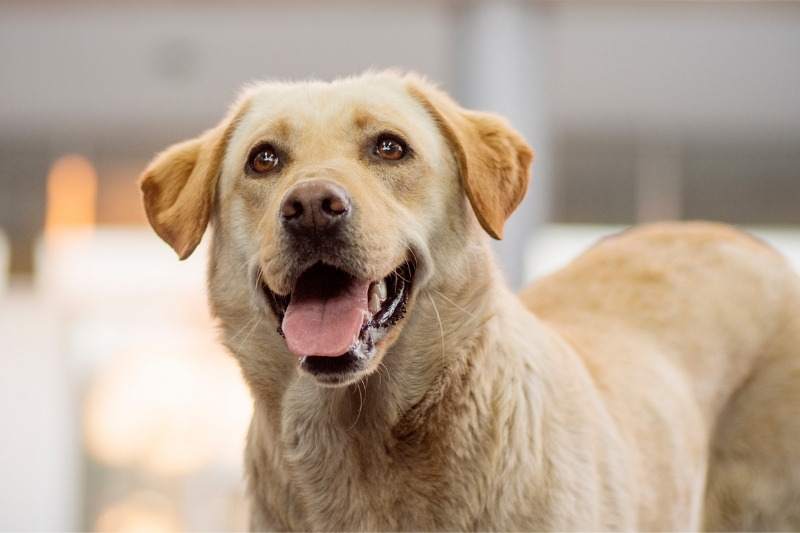 10 beautiful beige-colored dogs