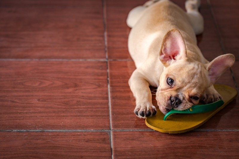 beige french bulldog