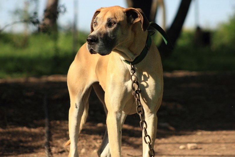 beige great dane