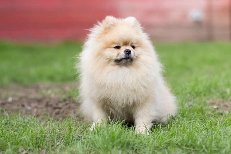 beige pomeranian