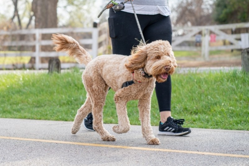 beige poodle walking on leash