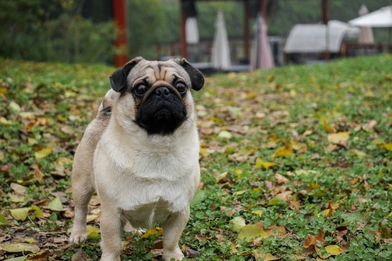 beige pug with big eyes