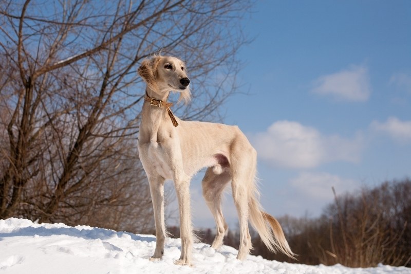 beige saluki standing on snow