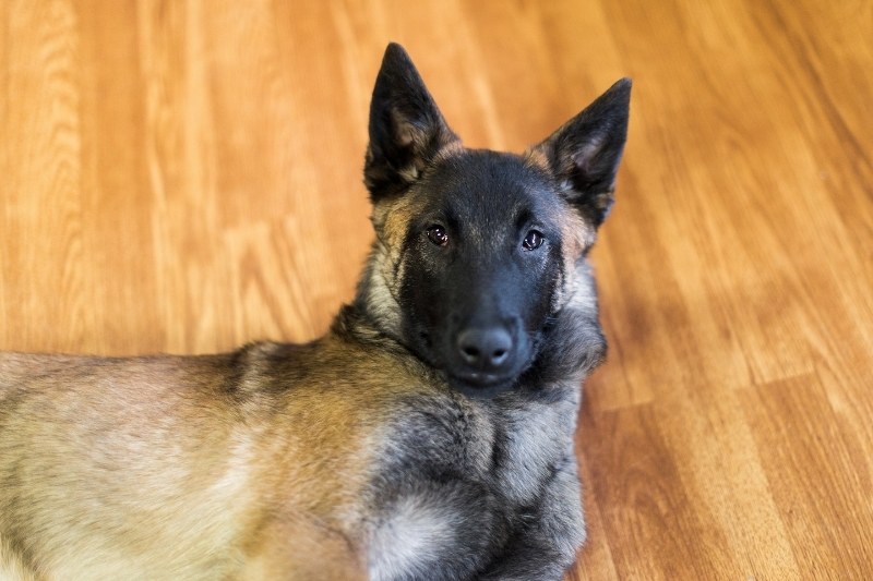 belgian malinois on floor