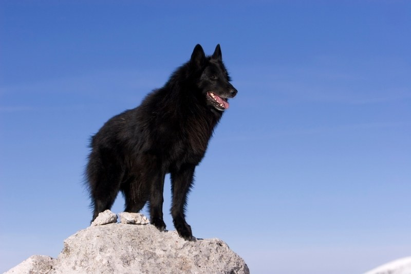 belgian sheepdog on a rock