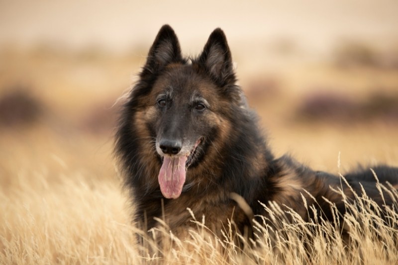 belgian tervuren laying down in field