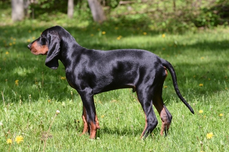 black and tan coonhound