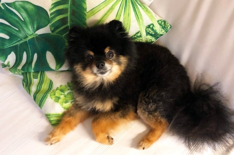 black and tan pomeranian