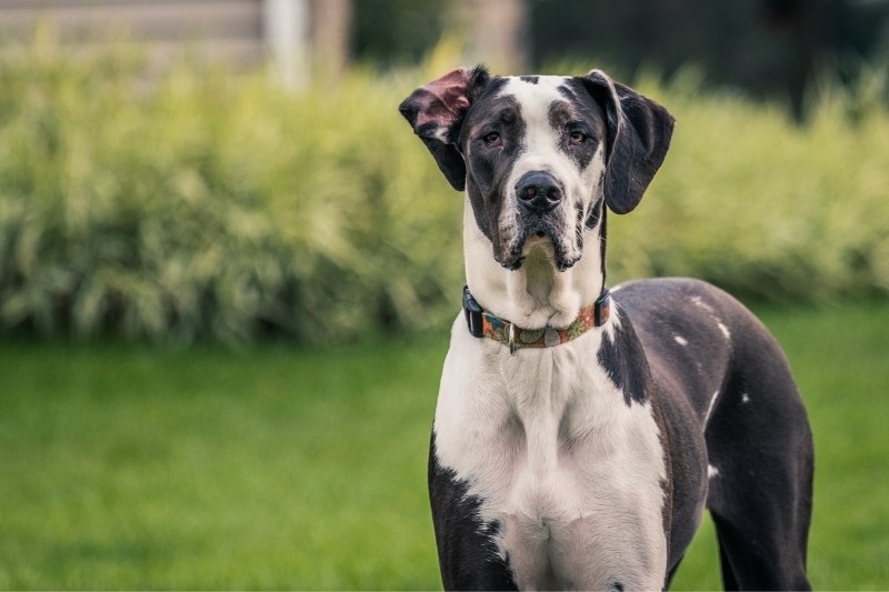 black and white great dane