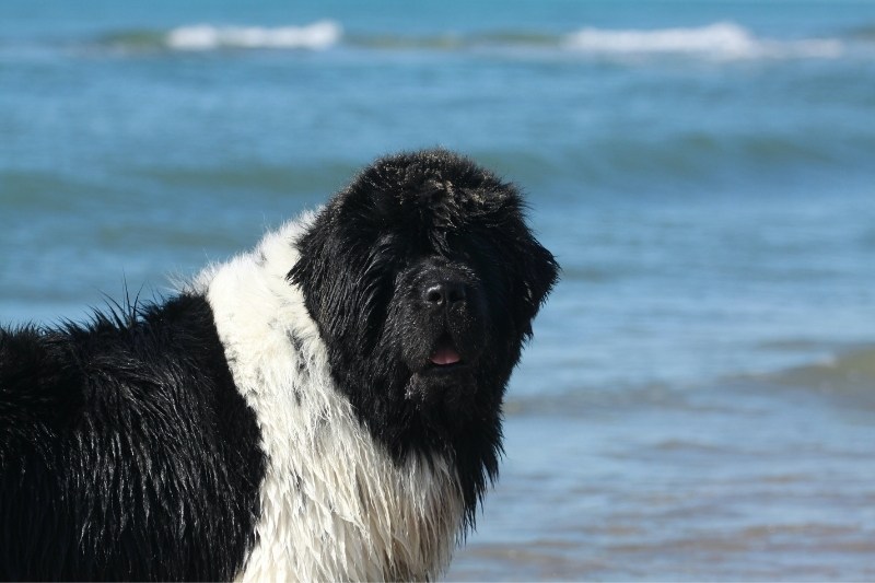 black and white newfoundland