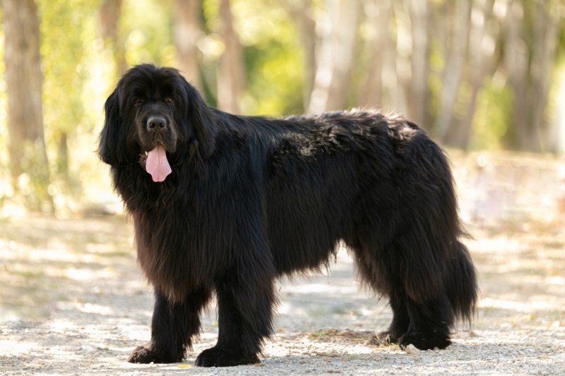 black newfoundland dog standing