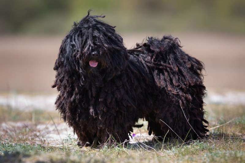 black puli standing on grass