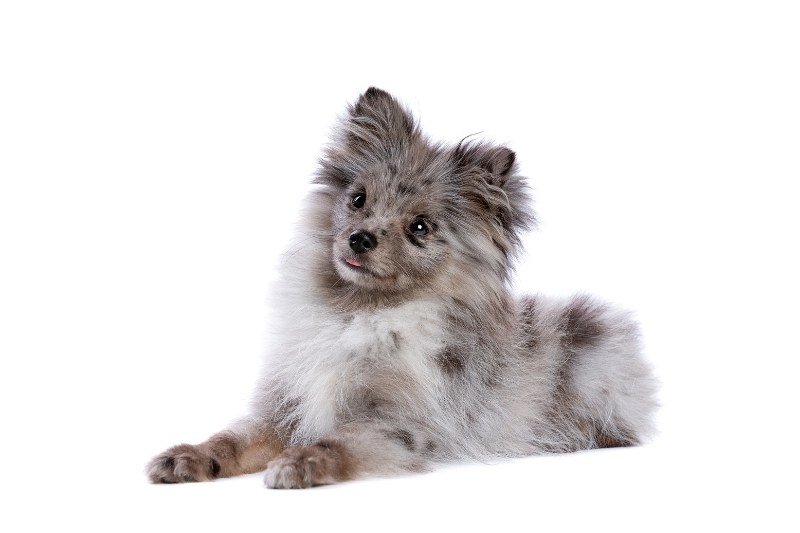 blue merle pomeranian