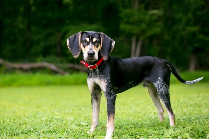 The different types of Coonhounds (with pictures!)