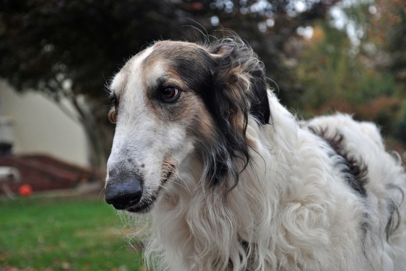 borzoi portrait