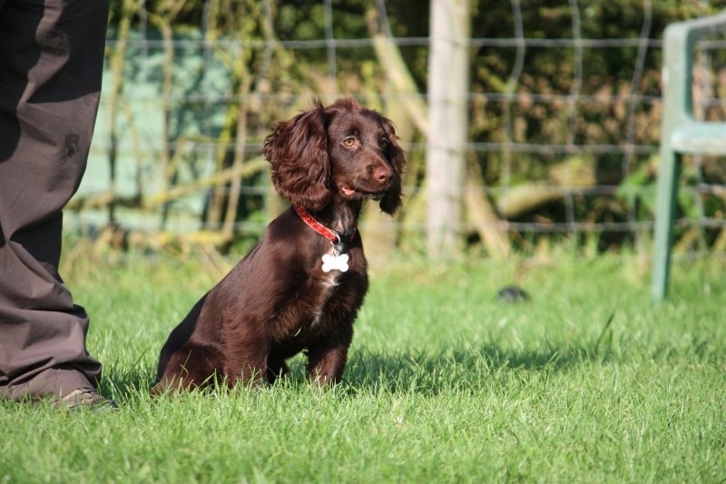 cocker anglais marron