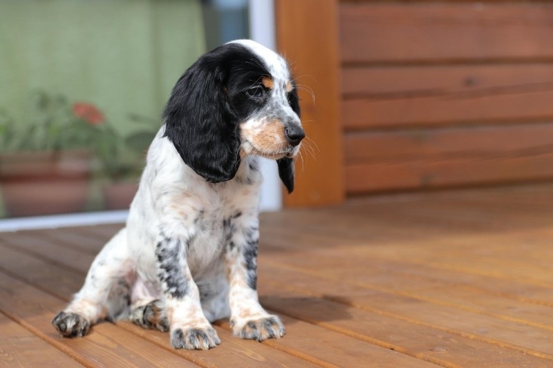 cocker anglais noir blanc feu