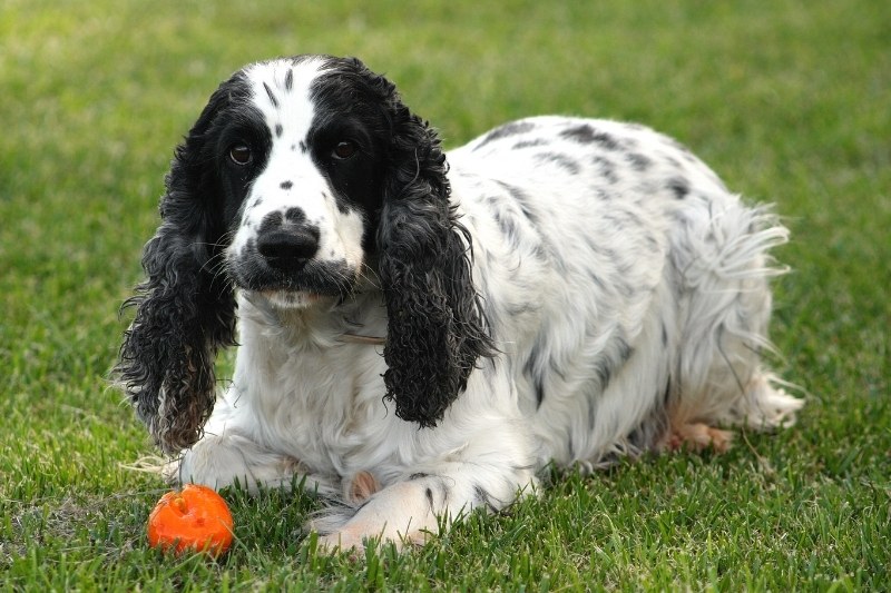 cocker anglais noir et blanc