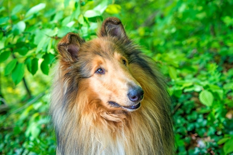 collie dog portrait