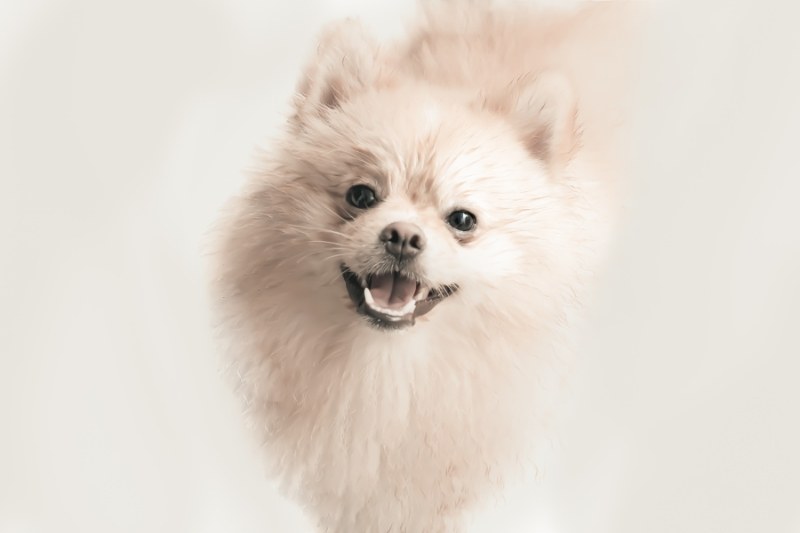 cream pomeranian smiling