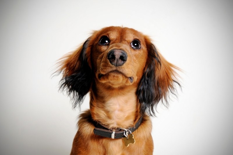 dachshund portrait with white background