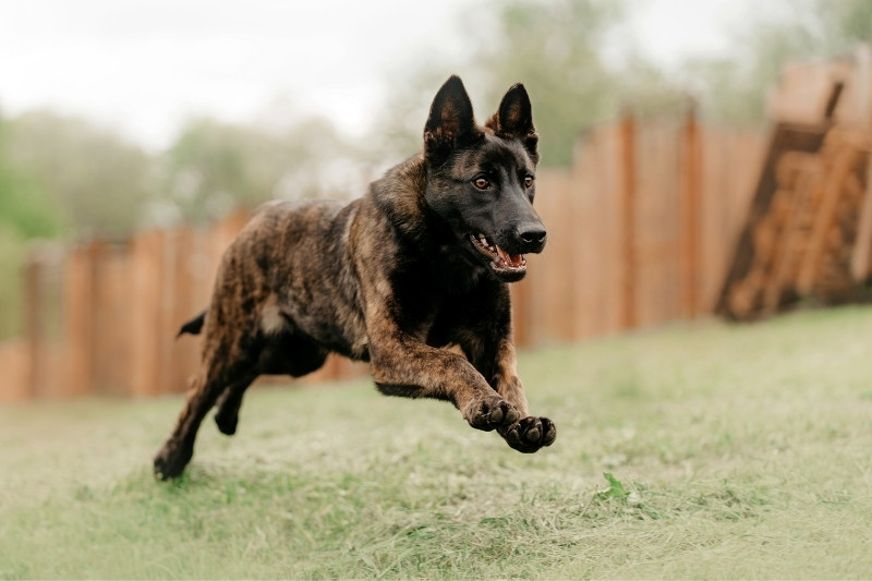 dutch shepherd running