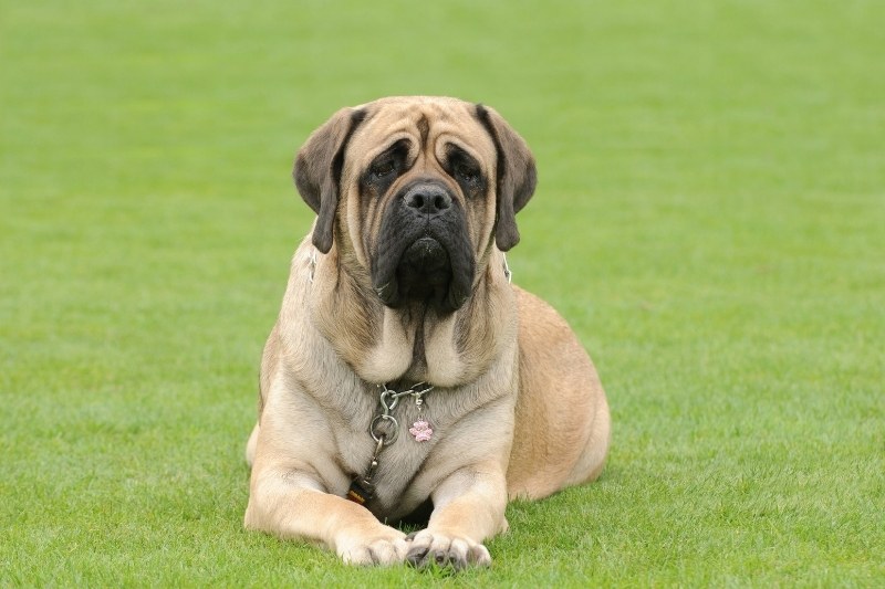 english mastiff laying down on grass