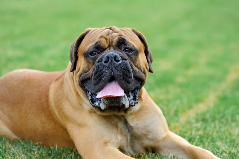 english mastiff laying down with mouth open