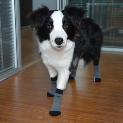 expawlorer calcetines perro