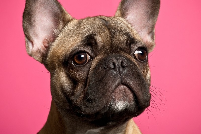 french bulldog portrait with pink background