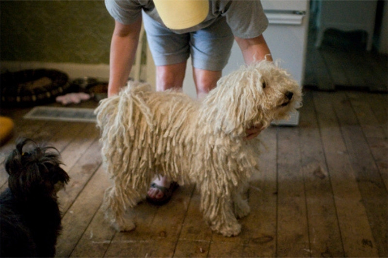 havanese with dreads