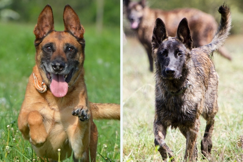 Malinois vs Dutch Shepherd: what are the differences?