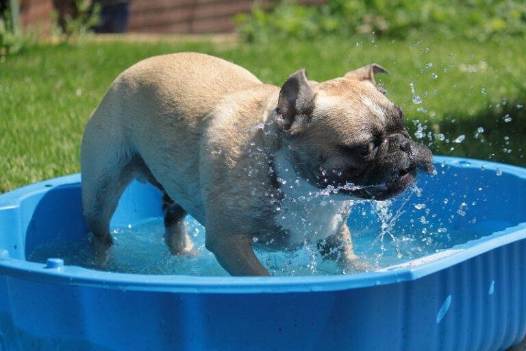 Les 5 meilleures piscines pour chien en 2024