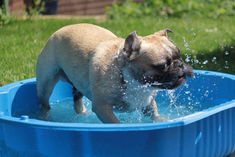 meilleure piscine pour chien