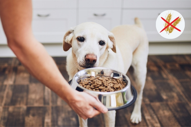 Los 10 mejores piensos sin cereales para tu perro