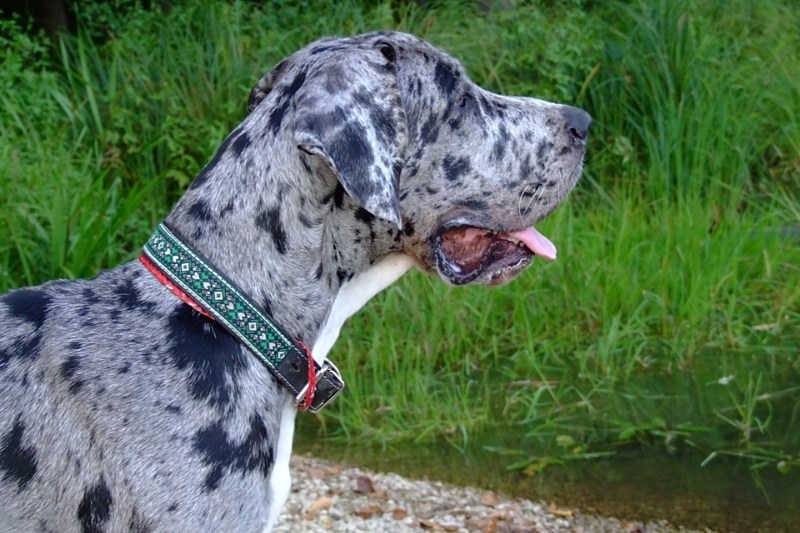 merle great dane