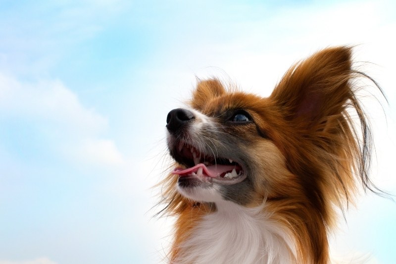 papillon dog portrait with blue sky