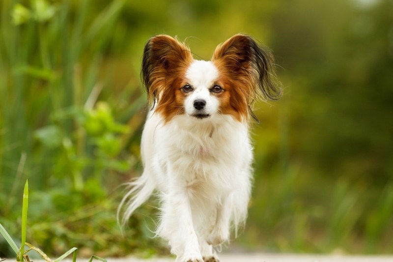 papillon dog walking portrait