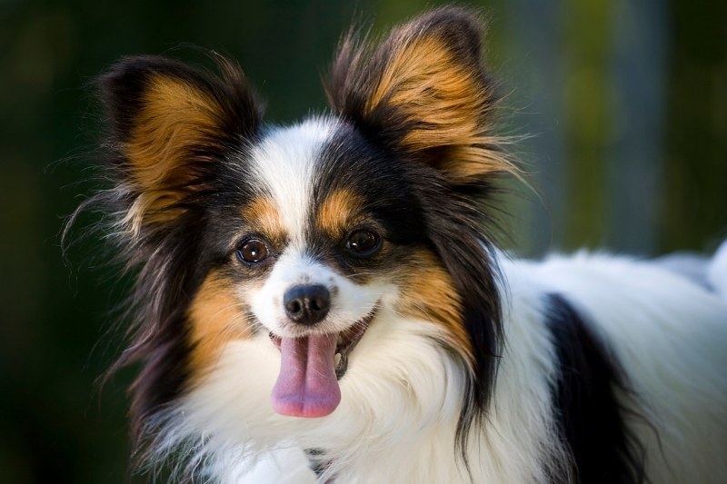 papillon dog with tongue out