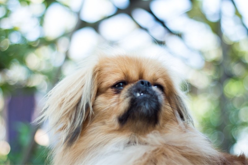 pekingese portrait