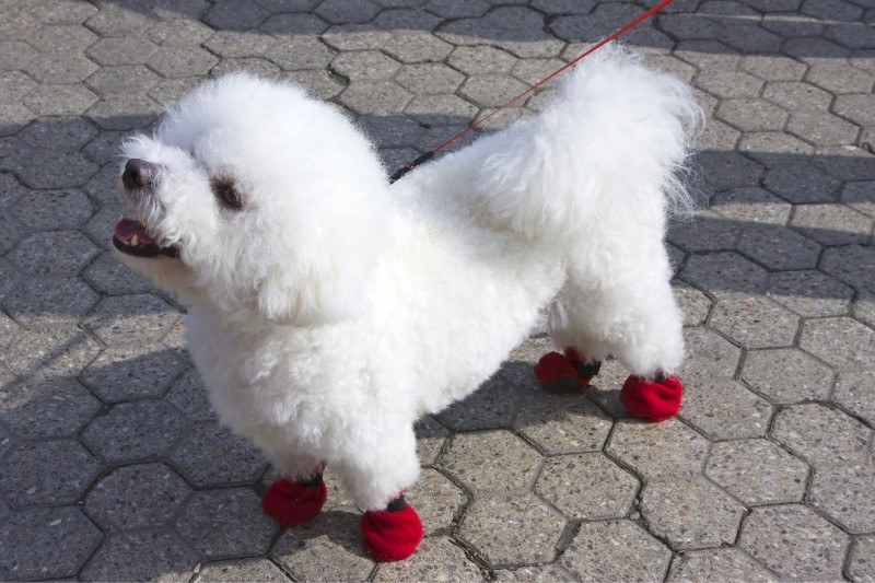 perro blanco con calcetines rojos