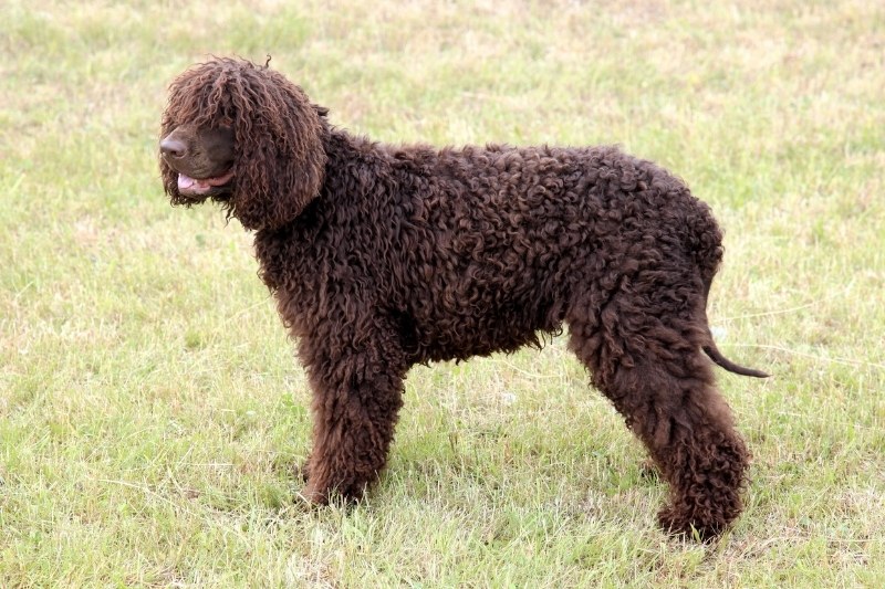 perro de agua irlandes de pie