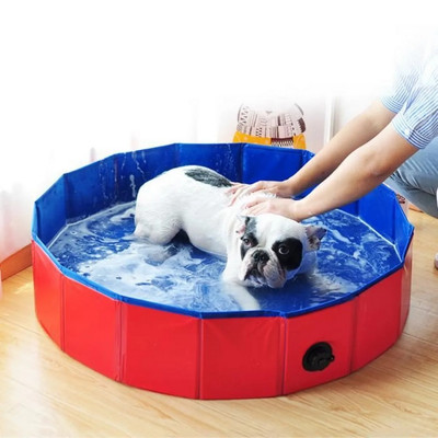 piscine pour petit chien