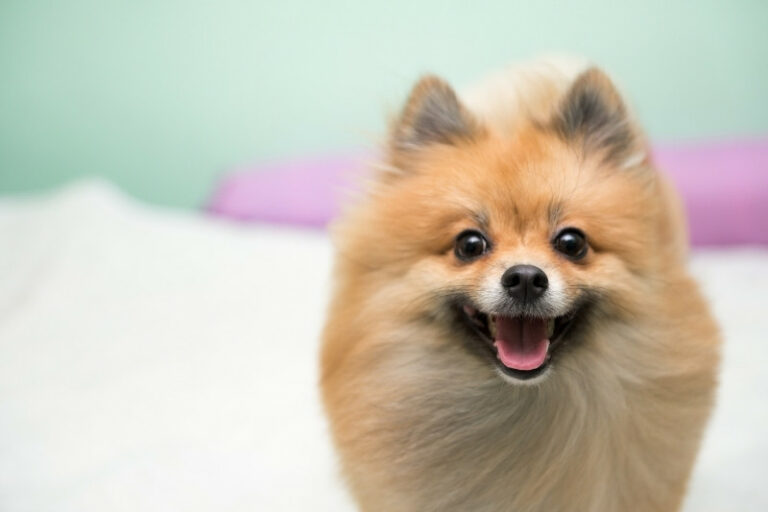 All the 25 Pomeranian colors explained